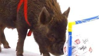 Smart Pigs vs Kids | Extraordinary Animals | BBC Earth