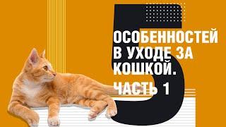 5 особенностей в уходе за кошкой. Часть 1