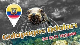 Galapagos Adaları (Galapagos Islands)