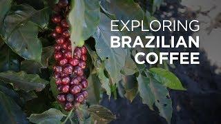 Exploring Brazilian Coffee at Daterra Coffee Farm | European Coffee Trip