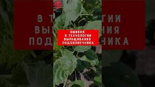 Ошибки в технологии выращивания подсолнечника #lg_seeds_russia #подсолнечник #липецкаяобласть