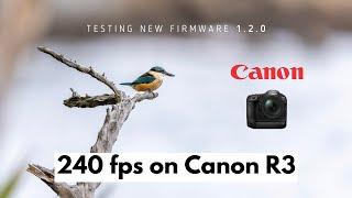 Coastal wildlife in New Zealand | INCREDIBLE firmware update for Canon R3 | 240fps Slow Motion