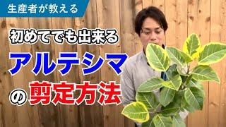 【生産者が教える】アルテシマ（ゴムの木）の剪定方法【観葉植物】