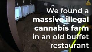 Massive cannabis farm discovered in old buffet restaurant | Nuneaton Police