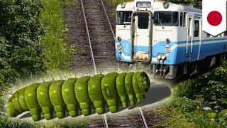 Delays: Train stopped by herd of unruly caterpillars trying to get to the other side - TomoNews