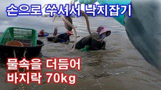 손으로 쑤셔서 낙지잡기와 물속을 더듬어 바지락 70kg 잡기