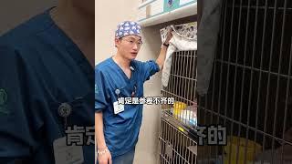 猫猫带去寄养或者住院一定别忘记带上这几样东西