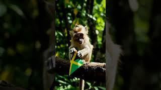 Jungle Monkey's Curiosity