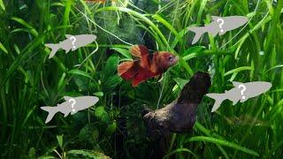 10 BEST TANKMATES for BETTAS