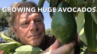 QUEEN AVOCADO vs BIG BLACK SEEDLING AVOCADO | GROWING A MULTI GRAFT AVOCADO TREE | SIZE MATTERS |