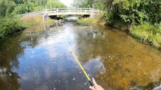 Creek Fishing Adventure: Bass, Chubs, and Logperch?