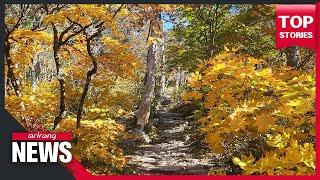 Autumn leaves blast vibrant colors at Seoraksan Mountain in S. Korea