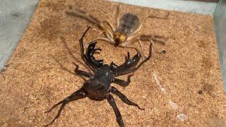 【夢対決】ヒヨケムシｖｓビネガロン  Camel Spider VS Vinegaroon