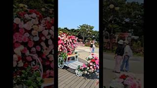 서울대공원 장미원. #서울대공원장미원, #서울대공원장미축제,