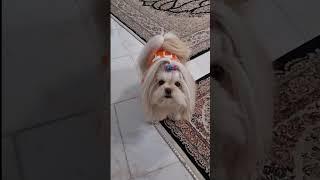 تیپ جینتون رو بزنید با ننه ست بشید #dog #shortvideo #حیوانات