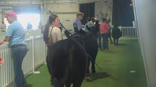 Young ranchers compete in Jr. Heifer/Steer Show and Showmanship Competition