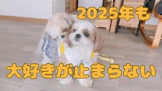 【シーズー】2025年も相変わらずな我が家の愛犬たち