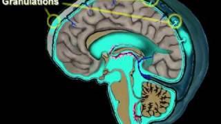 Cerebrospinal Fluid Circulation