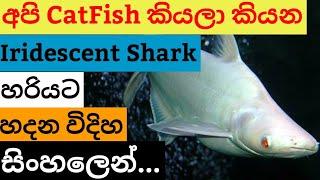 Iridescent Shark Catfish Care in Sinhala||Common Catfish Care in Sinhala