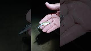 20+ inch cutthroat trout tricked by Scheels lure at near full moon. #fishing #trout #fishingtips