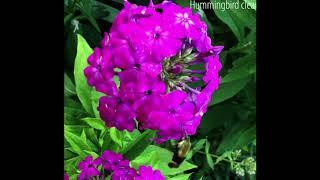 Hummingbird Clearwing (Hemaris thysbe, lat.)