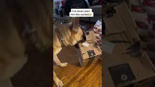 We hope you spoiled your PUP this Christmas  Merry Christmas  #spoileddog #merrychristmas #pup
