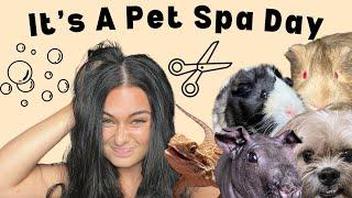 Let’s Give My Pets A SPA Day!!! (It was a MESS)