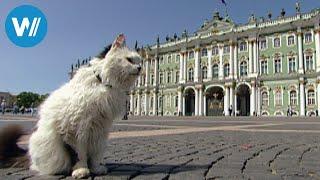 Katzen: die außergewöhnlichen Einwohner der Eremitage von St. Petersburg