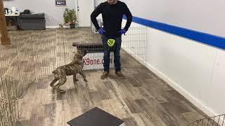 Leo Sullivan - Boerboel puppy training