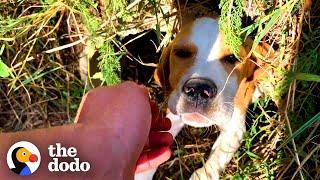 Beagle Puppy Was Left On The Side Of The Road | The Dodo