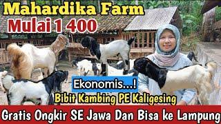 Mulai 1 400...!!GRATIS ONGKIR SE JAWA KAMBING PE KALIGESING#bibitkambing #kambingpe #hargakambing