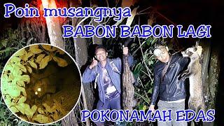 BERBURU MUSANG DI SARANG MUSANG |BERBURU MUSANG PANDAN DIMALAM HARI |AUTO POIN |NIGHT VISION LOKAL