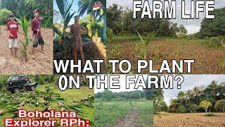 2 HECTARES FARM WITH 280 COCONUTS NEWLY PLANTEDUBAY BOHOL FARM GIRL