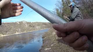 Ponoi river. Landing Atlantic salmon on a strong current, move from your boat to the bank