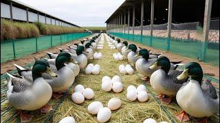 Harvest Duck Eggs - Raising Giant Laying Ducks - Organic Duck Farm