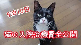 猫が10日入院したら治療費はこうなりました【元保護猫ひかり】