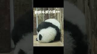 中国成都熊猫基地新生熊猫宝宝吃脚的样子真可爱 #国宝熊猫