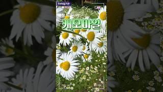 #캐모마일 #임영웅 #허브나라  #tv어딜가든