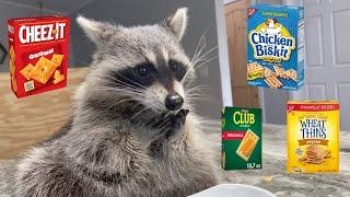 Raccoon Tastes Most Popular Crackers