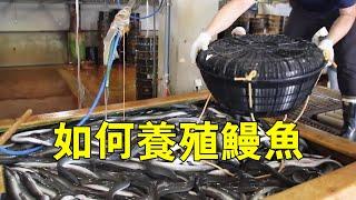 高超的鰻魚養殖技術，野外捕撈價比黃金的白鰻苗