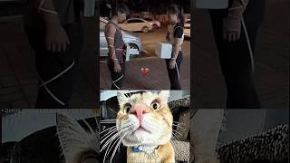 DAY - 2 Funny Moments #funny #cat #dance #short