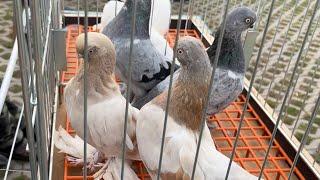 Rynek targ gołębie Wysokie Mazowieckie 27/07/2024 #pigeons #ptaki #króliki #kury #gołębie#animals