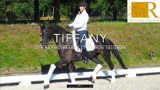 SOLD!! Dressurpferd - 2016 Hannoveraner Stute von Talisman (Totilas), Stm. ca. 1,68 - Tiffany