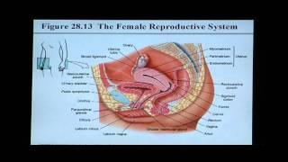 Anatomy and Physiology Help: Chapter 28 Reproductive System