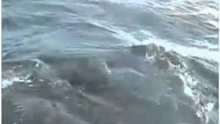 Giant Blue Fin tuna feeding frenzy, Prince Edward Island