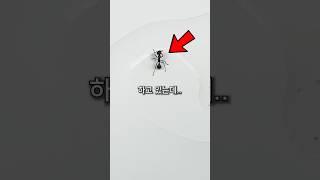 개미를 물에 가둬놨더니 벌어진 일 ㄷㄷ