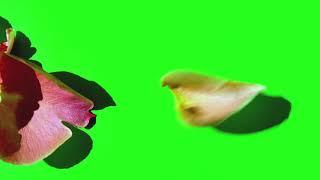 Flower petals on green screen - Chroma Key - No Copyright