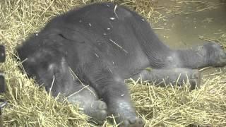 Sleeping elephant calf