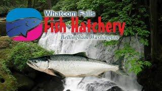 Washington State Fish Hatchery At Whatcom Falls Bellingham Washington