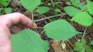 Foraging Tip - Harvesting Nettles WITHOUT Getting Stung!